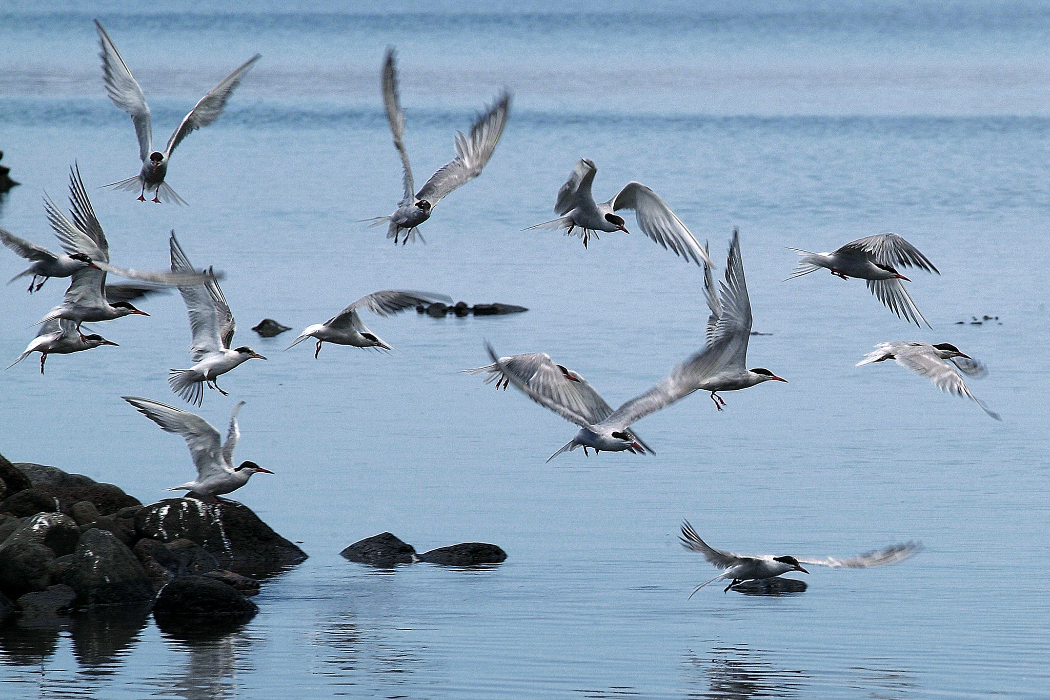 Observação de aves, ilha de são Jorge